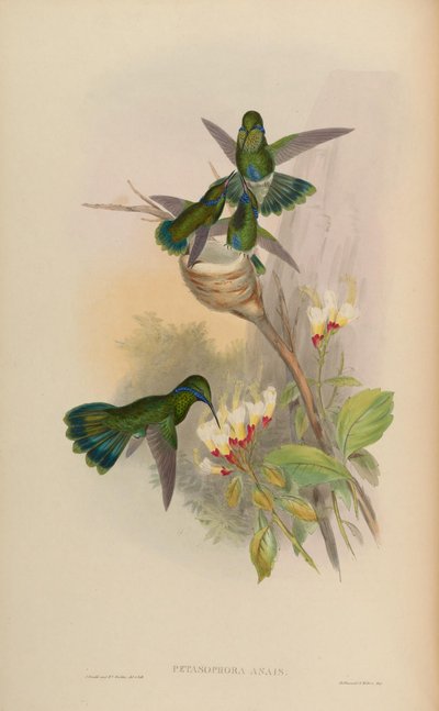 Petasophora anais by John Gould